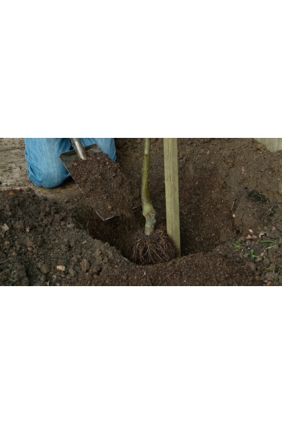 Абрикос колоновидный Компанило посадка